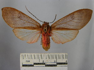  (Amastus cf. coccinator - BEVI1657)  @14 [ ] No Rights Reserved (2012) Benoit Vincent Research Collection of Benoit Vincent