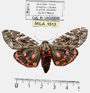  (Arachnis aulaea - MILA 1513)  @15 [ ] Unspecified (default): All Rights Reserved  Unspecified Unspecified