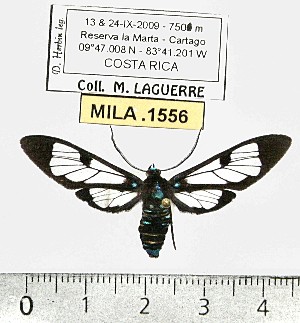  (Gymnelia nobilis - MILA 1556)  @13 [ ] Unspecified (default): All Rights Reserved  Unspecified Unspecified