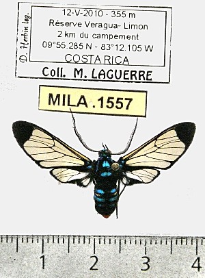  (Gymnelia salvini - MILA 1557)  @14 [ ] Unspecified (default): All Rights Reserved  Unspecified Unspecified
