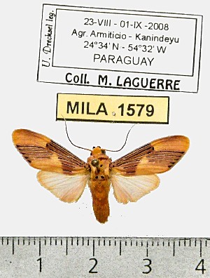  (Lepidokirbyia sp. 1-ML - MILA 1579)  @13 [ ] Unspecified (default): All Rights Reserved  Unspecified Unspecified