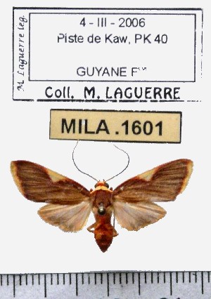  ( - MILA 1601)  @12 [ ] Copyright (2012) Michel Laguerre Research Collection of Michel Laguerre
