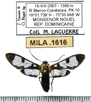  (Phoenicoprocta carminata - MILA 1616)  @12 [ ] Copyright (2012) Michel Laguerre Research Collection of Michel Laguerre