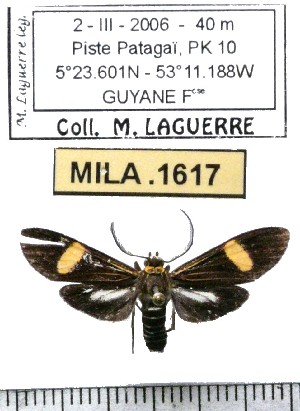  ( - MILA 1617)  @11 [ ] Copyright (2012) Michel Laguerre Research Collection of Michel Laguerre