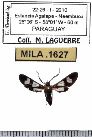  (Phoenicoprocta teda - MILA 1627)  @12 [ ] Copyright (2012) Michel Laguerre Research Collection of Michel Laguerre