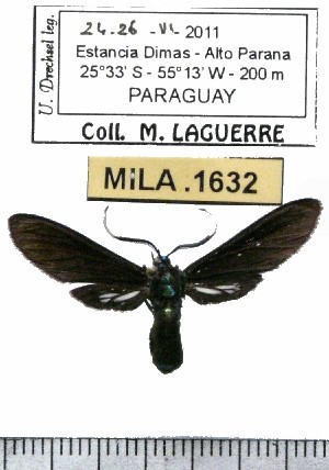  ( - MILA 1632)  @12 [ ] Copyright (2012) Michel Laguerre Research Collection of Michel Laguerre