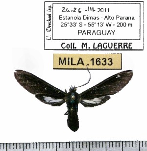  (Ichoria chalcomedusa - MILA 1633)  @13 [ ] Copyright (2012) Michel Laguerre Research Collection of Michel Laguerre