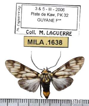  ( - MILA 1638)  @12 [ ] Copyright (2012) Michel Laguerre Research Collection of Michel Laguerre