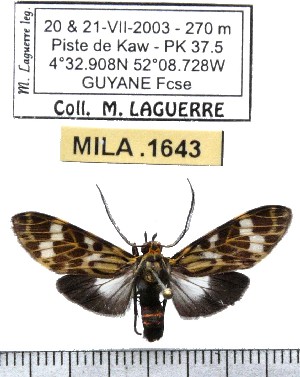 (Delphyre sp-1ML - MILA 1643)  @11 [ ] Copyright (2012) Michel Laguerre Research Collection of Michel Laguerre