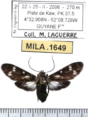  (Delphyre meridionalis - MILA 1649)  @13 [ ] Copyright (2012) Michel Laguerre Research Collection of Michel Laguerre