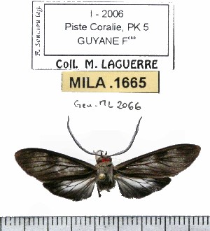  (Delphyre orientalis - MILA 1665)  @11 [ ] Copyright (2012) Michel Laguerre Research Collection of Michel Laguerre