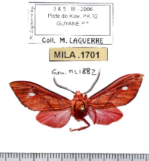  (Ernassa sp-3ML - MILA 1701)  @13 [ ] Copyright (2012) Michel Laguerre Research Collection of Michel Laguerre