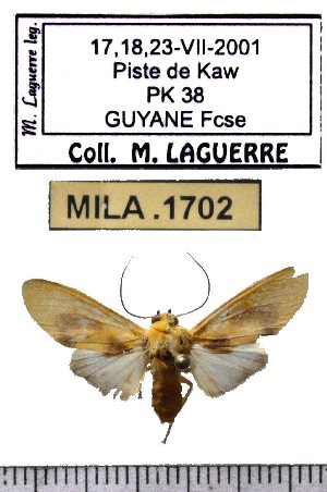  (Regobarrosia flavescens - MILA 1702)  @12 [ ] Copyright (2012) Michel Laguerre Research Collection of Michel Laguerre