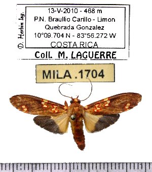  (Coiffaitarctia sp-1ML - MILA 1704)  @13 [ ] Copyright (2012) Michel Laguerre Research Collection of Michel Laguerre