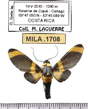  (Viviennea ardesiaca - MILA 1708)  @14 [ ] Copyright (2012) Michel Laguerre Research Collection of Michel Laguerre