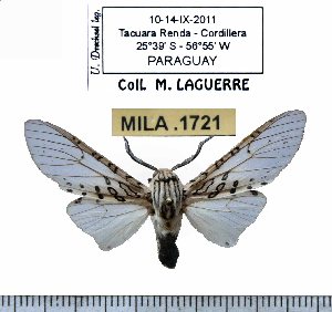  ( - MILA 1721)  @12 [ ] Copyright (2012) Michel Laguerre Research Collection of Michel Laguerre