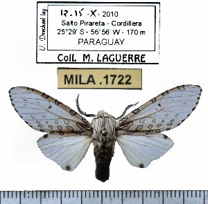  (Hypercompe hambletoni - MILA 1722)  @12 [ ] Copyright (2012) Michel Laguerre Research Collection of Michel Laguerre