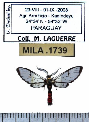  ( - MILA 1739)  @12 [ ] Copyright (2012) Michel Laguerre Research Collection of Michel Laguerre