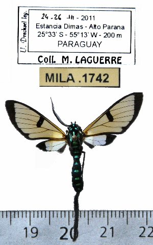  (Trichura cerberus - MILA 1742)  @14 [ ] Copyright (2012) Michel Laguerre Research Collection of Michel Laguerre
