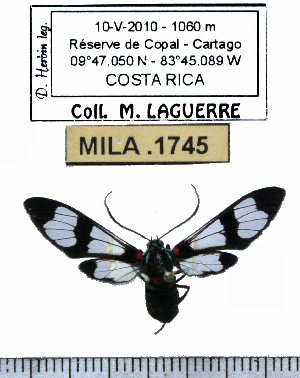  ( - MILA 1745)  @13 [ ] Copyright (2012) Michel Laguerre Research Collection of Michel Laguerre