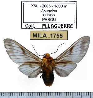  (Disconeura - MILA 1755)  @14 [ ] Copyright (2012) Michel Laguerre Research Collection of Michel Laguerre