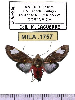  ( - MILA 1757)  @14 [ ] Copyright (2012) Michel Laguerre Research Collection of Michel Laguerre