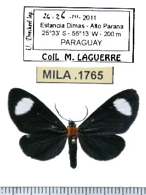  ( - MILA 1765)  @14 [ ] Copyright (2012) Michel Laguerre Research Collection of Michel Laguerre