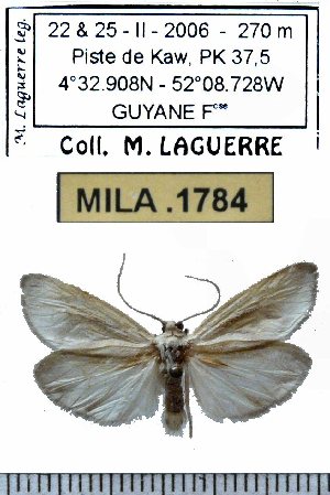  (Hypareva pogonoda - MILA 1784)  @14 [ ] Copyright (2012) Michel Laguerre Research Collection of Michel Laguerre