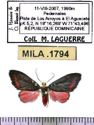  (Boenasa nigrorosea - MILA 1794)  @12 [ ] Copyright (2012) Michel Laguerre Research Collection of Michel Laguerre
