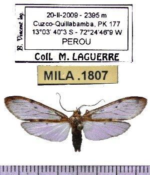  (Ischnocampa hemihyala - MILA 1807)  @12 [ ] Copyright (2012) Michel Laguerre Research Collection of Michel Laguerre