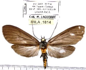  (Leocephaluncus - MILA 1814)  @15 [ ] Copyright (2012) Michel Laguerre Research Collection of Michel Laguerre