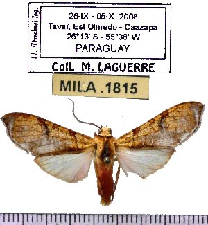  (Graphea paramarmorea - MILA 1815)  @13 [ ] Copyright (2012) Michel Laguerre Research Collection of Michel Laguerre