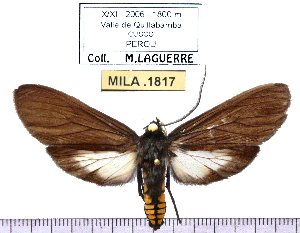  (Leocephaluncus leucocorypha - MILA 1817)  @12 [ ] Copyright (2012) Michel Laguerre Research Collection of Michel Laguerre