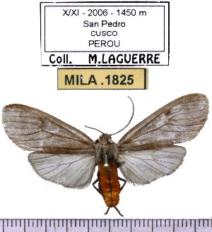  (Opharus conspicuus - MILA 1825)  @14 [ ] Copyright (2012) Michel Laguerre Research Collection of Michel Laguerre