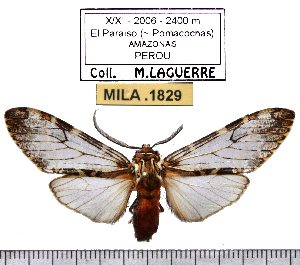  ( - MILA 1829)  @11 [ ] Copyright (2012) Michel Laguerre Research Collection of Michel Laguerre