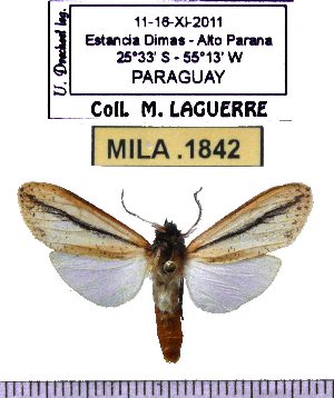  (Leucanopsis lineata - MILA 1842)  @13 [ ] Copyright (2012) Michel Laguerre Research Collection of Michel Laguerre