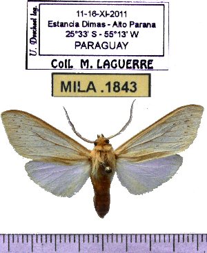  (Leucanopsis sp-4ML - MILA 1843)  @13 [ ] Copyright (2012) Michel Laguerre Research Collection of Michel Laguerre