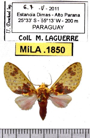  (Amaxia dyuna - MILA 1850)  @13 [ ] Copyright (2012) Michel Laguerre Research Collection of Michel Laguerre