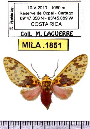  (Amaxia sp-1ML - MILA 1851)  @12 [ ] Copyright (2012) Michel Laguerre Research Collection of Michel Laguerre