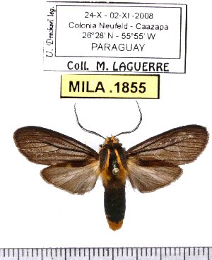  (Aemilia pagana - MILA 1855)  @15 [ ] Copyright (2012) Michel Laguerre Research Collection of Michel Laguerre