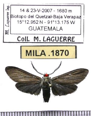  (Philoros rubriceps - MILA 1870)  @13 [ ] Copyright (2012) Michel Laguerre Research Collection of Michel Laguerre