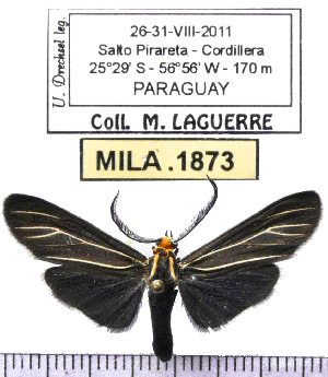  ( - MILA 1873)  @12 [ ] Copyright (2012) Michel Laguerre Research Collection of Michel Laguerre