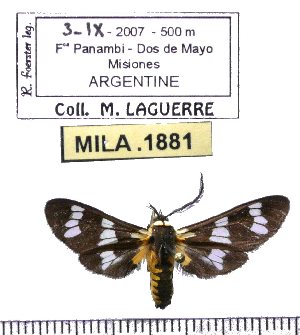  (Eurata strigiventris - MILA 1881)  @12 [ ] Copyright (2012) Michel Laguerre Research Collection of Michel Laguerre