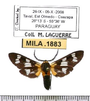  ( - MILA 1883)  @12 [ ] Copyright (2012) Michel Laguerre Research Collection of Michel Laguerre