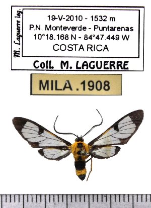  ( - MILA 1908)  @13 [ ] Copyright (2012) Michel Laguerre Research Collection of Michel Laguerre