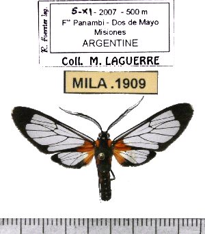  (Erruca - MILA 1909)  @15 [ ] Copyright (2012) Michel Laguerre Research Collection of Michel Laguerre
