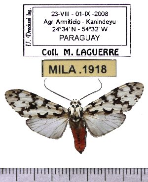  (Eucereon marcata - MILA 1918)  @12 [ ] Copyright (2012) Michel Laguerre Research Collection of Michel Laguerre