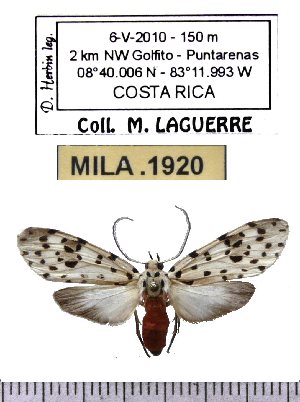  (Eucereon attriguttum - MILA 1920)  @13 [ ] Copyright (2012) Michel Laguerre Research Collection of Michel Laguerre