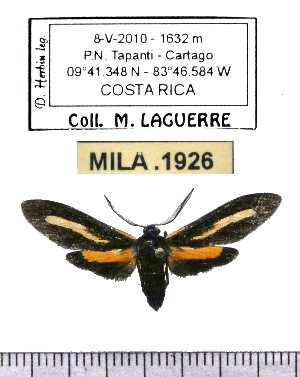  (Diaxanthia lucinia - MILA 1926)  @12 [ ] Copyright (2012) Michel Laguerre Research Collection of Michel Laguerre