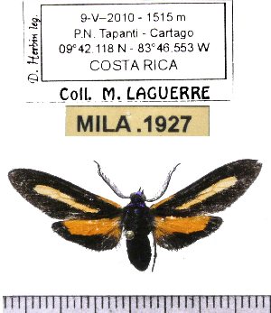  (Diaxanthia - MILA 1927)  @12 [ ] Copyright (2012) Michel Laguerre Research Collection of Michel Laguerre